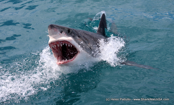 Daily trip 28 February 2014 (Trip1+2) | White Shark Diving Gansbaai